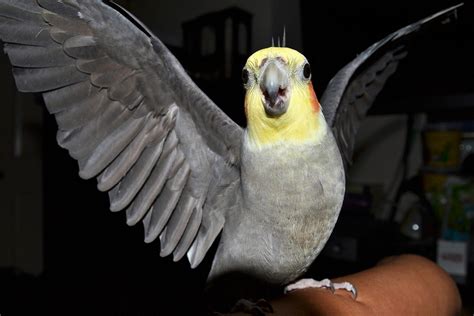 why do cockatiels hiss|why do cockatiels spread their wings.